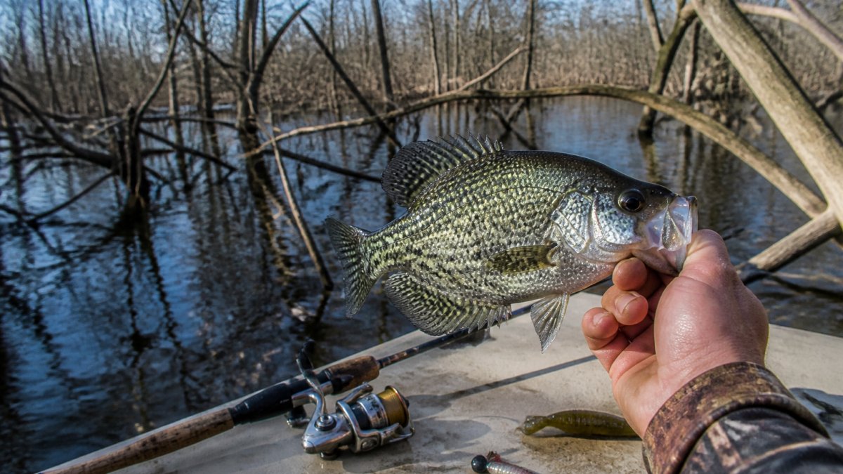 Tips for Fishing Crappie in Cover: 2026 How-To Guide
