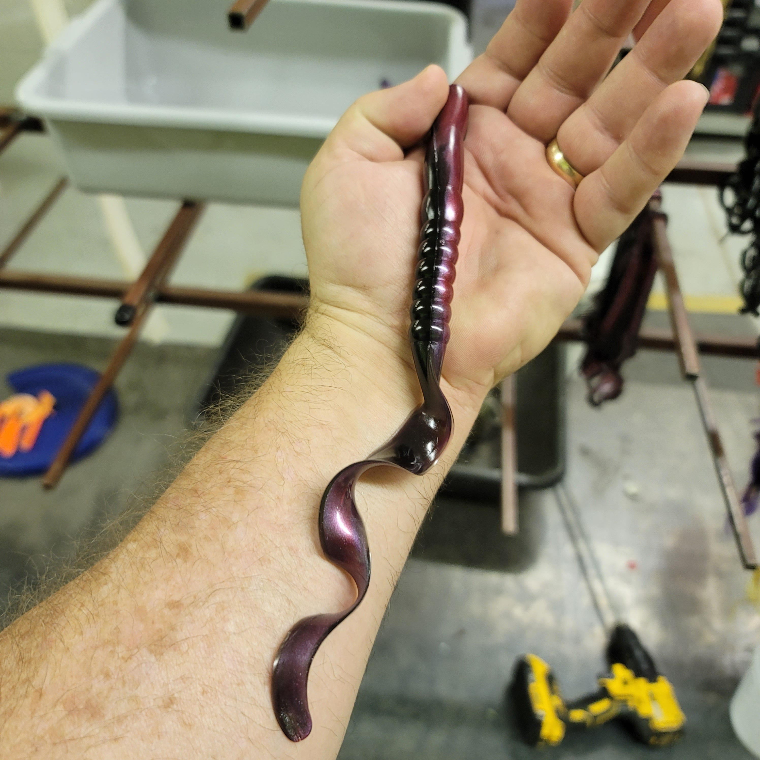 Ribbon Tail Worm, Giant