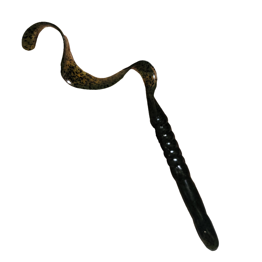 Ribbon Tail Worm, Giant