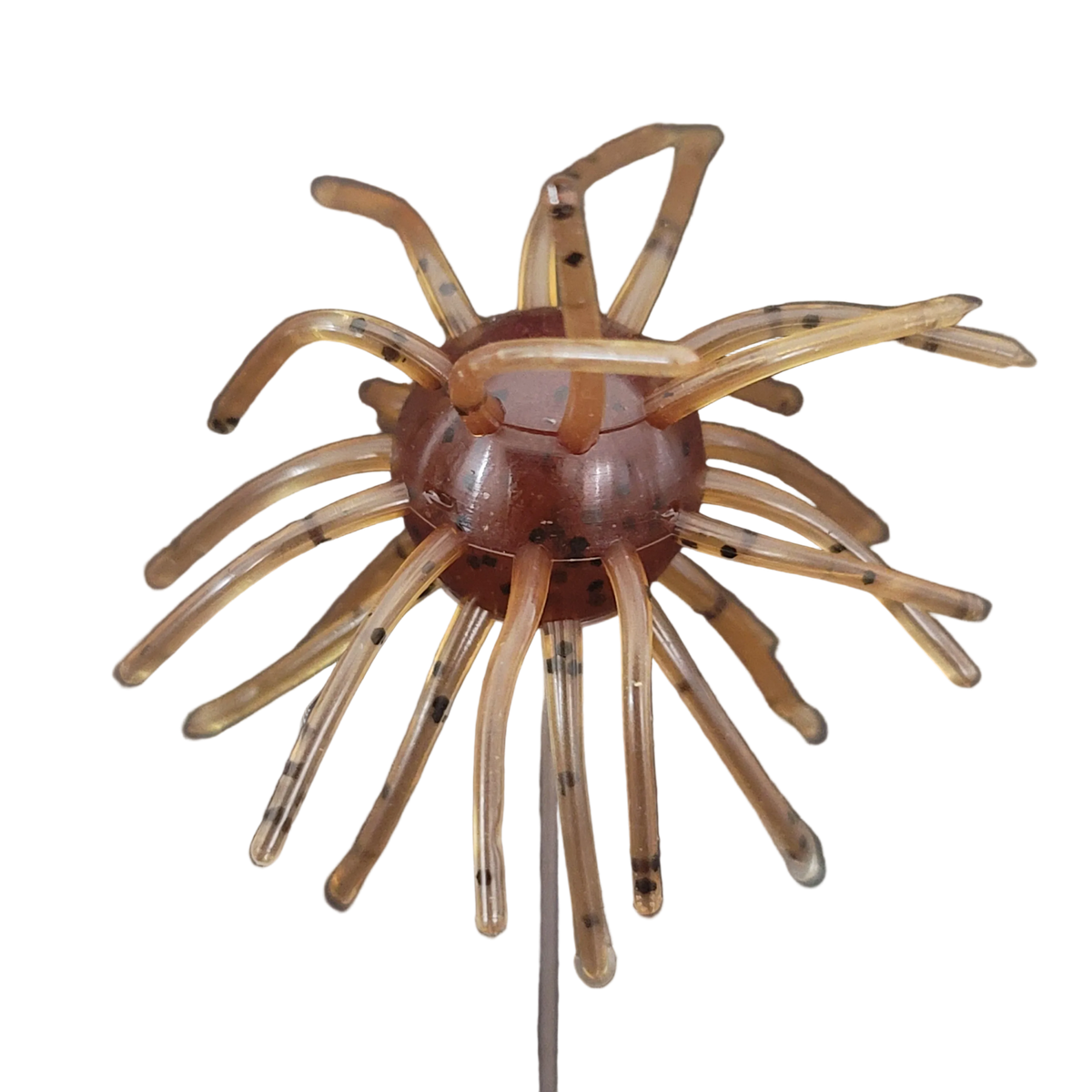 Sweet Urchin