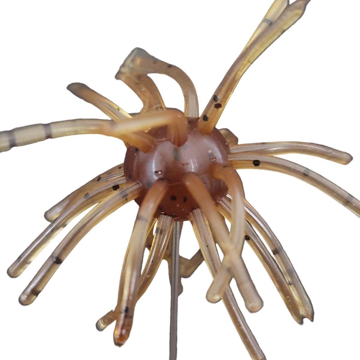 Sweet Urchin
