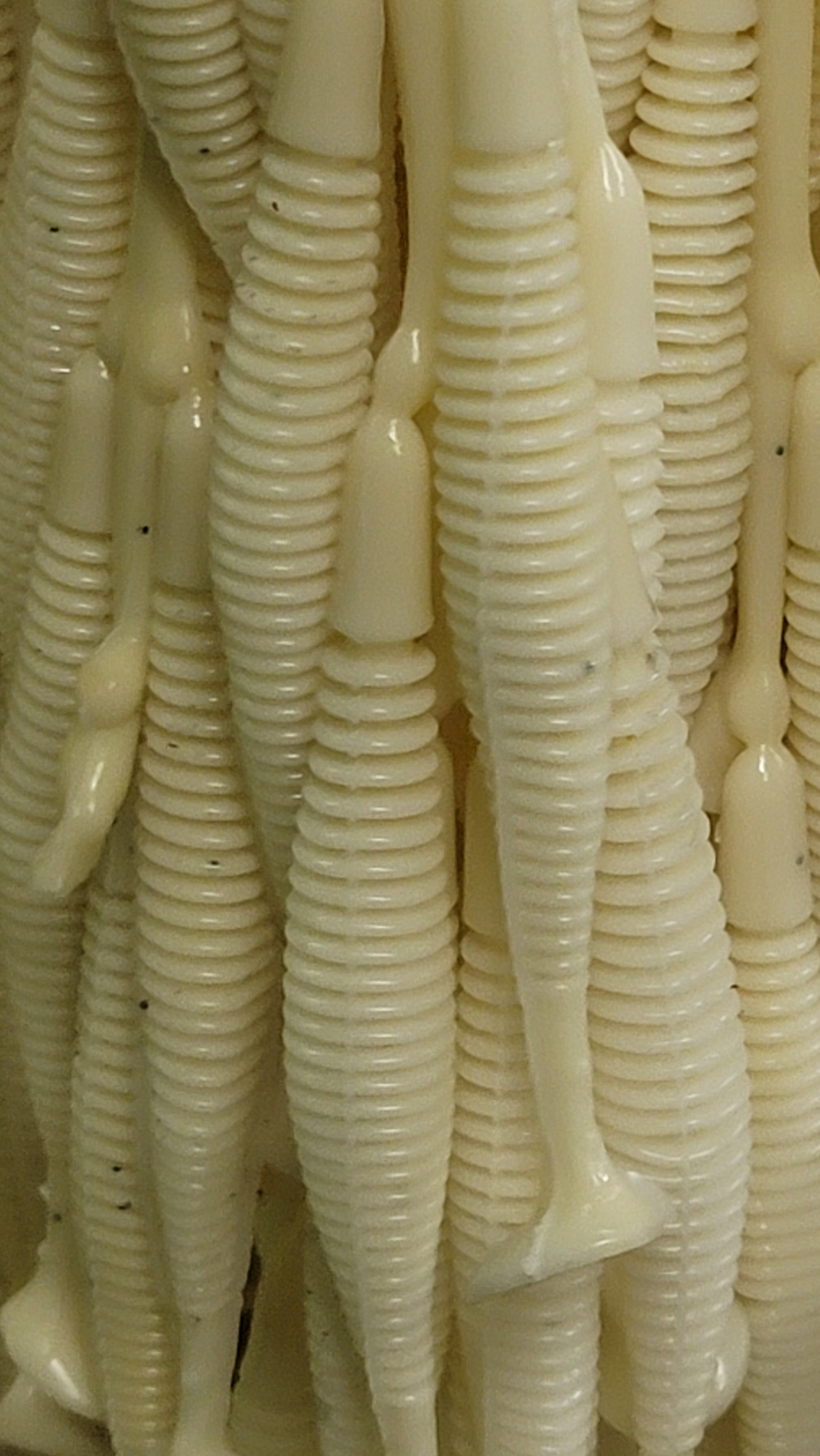 Paddletail, Ribbed 5"