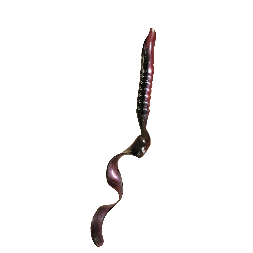 Ribbon Tail Worm, Giant