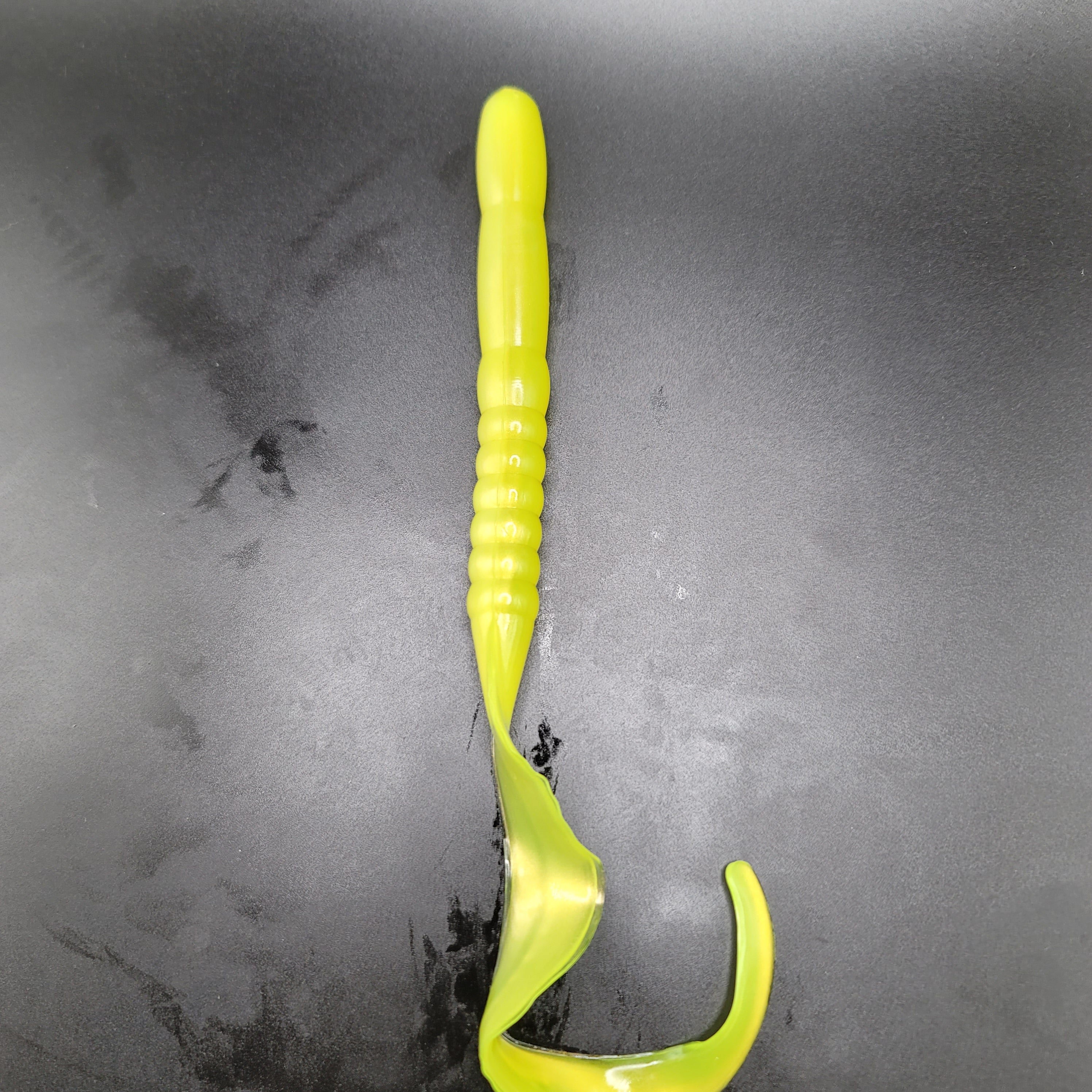 Ribbon Tail Worm, Giant