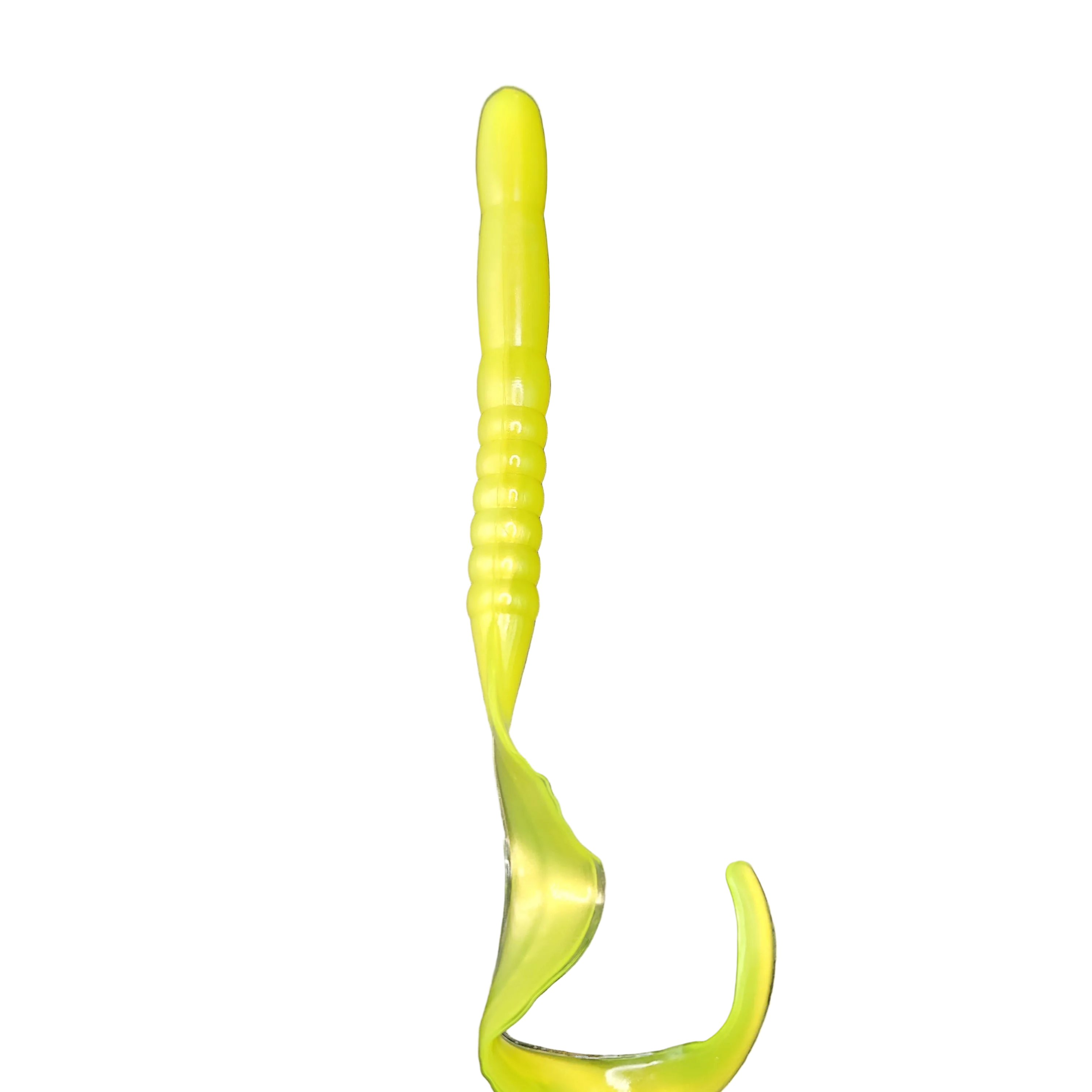 Ribbon Tail Worm, Giant